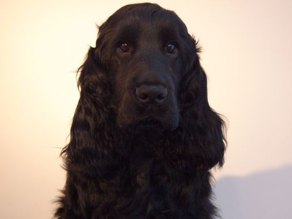 Lancelot looking at you