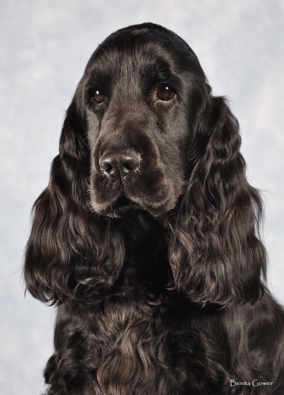 posh photo of Lancelot