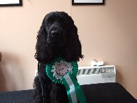 Dyllan Home Counties Special Beginners Reserve