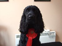 Dyllan Eastern Counties Novice First Place