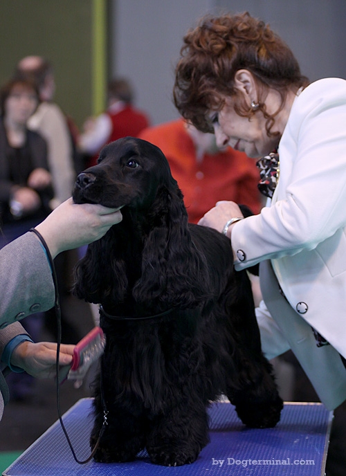Lottie on table at Crufts