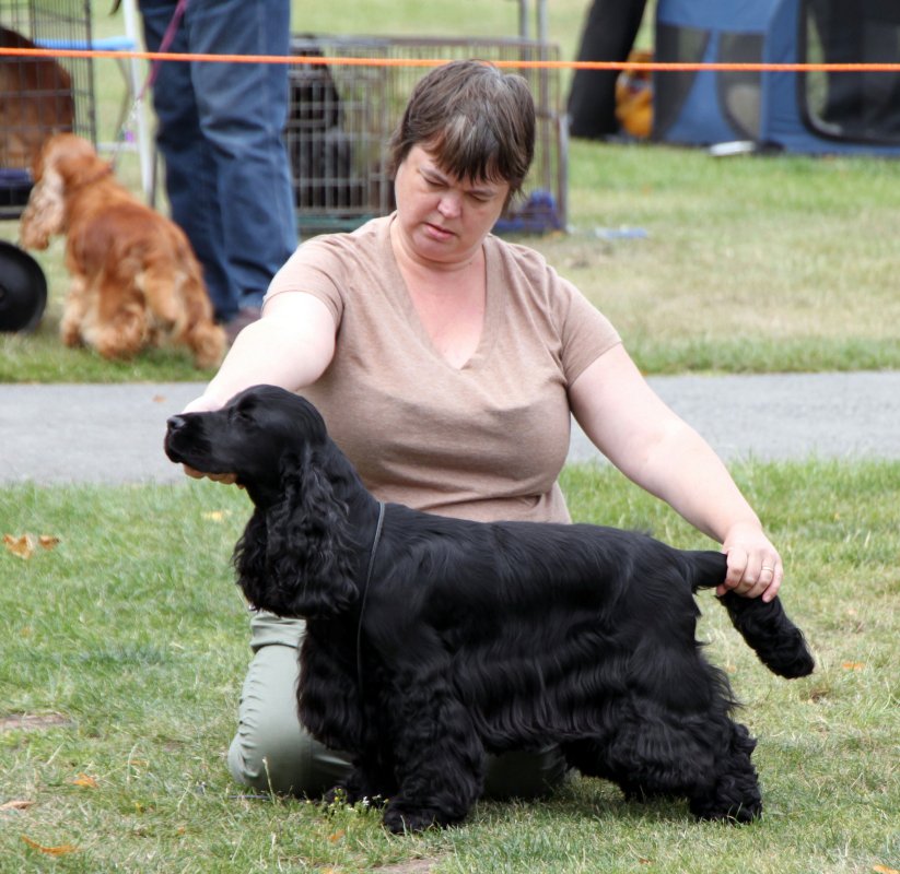 Lottie at National Gundog