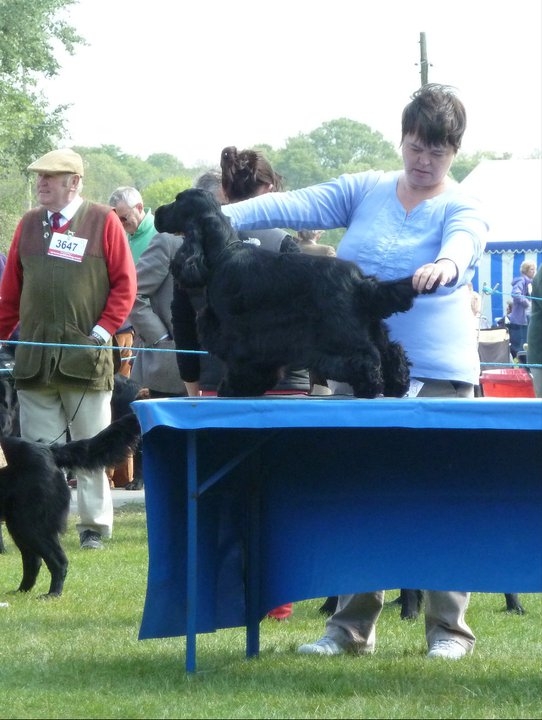 Lottie on table at Cheshire Cocker