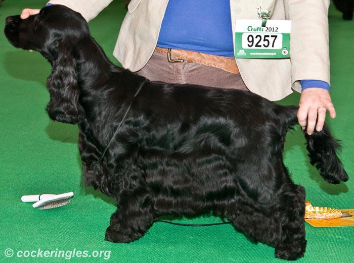 Lottie 3rd at Crufts