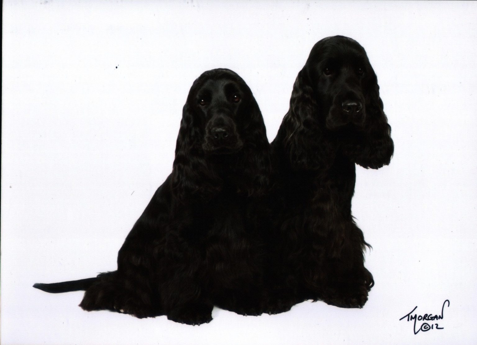 Lottie and Layla at Suffolk Kennel