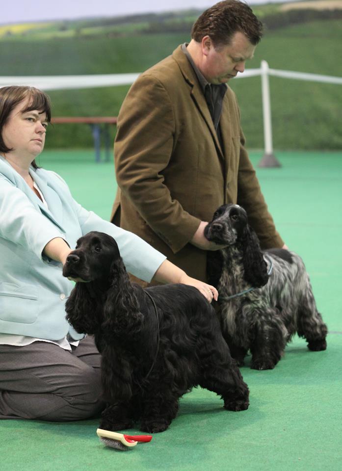 Lotty at Gundog of Wales