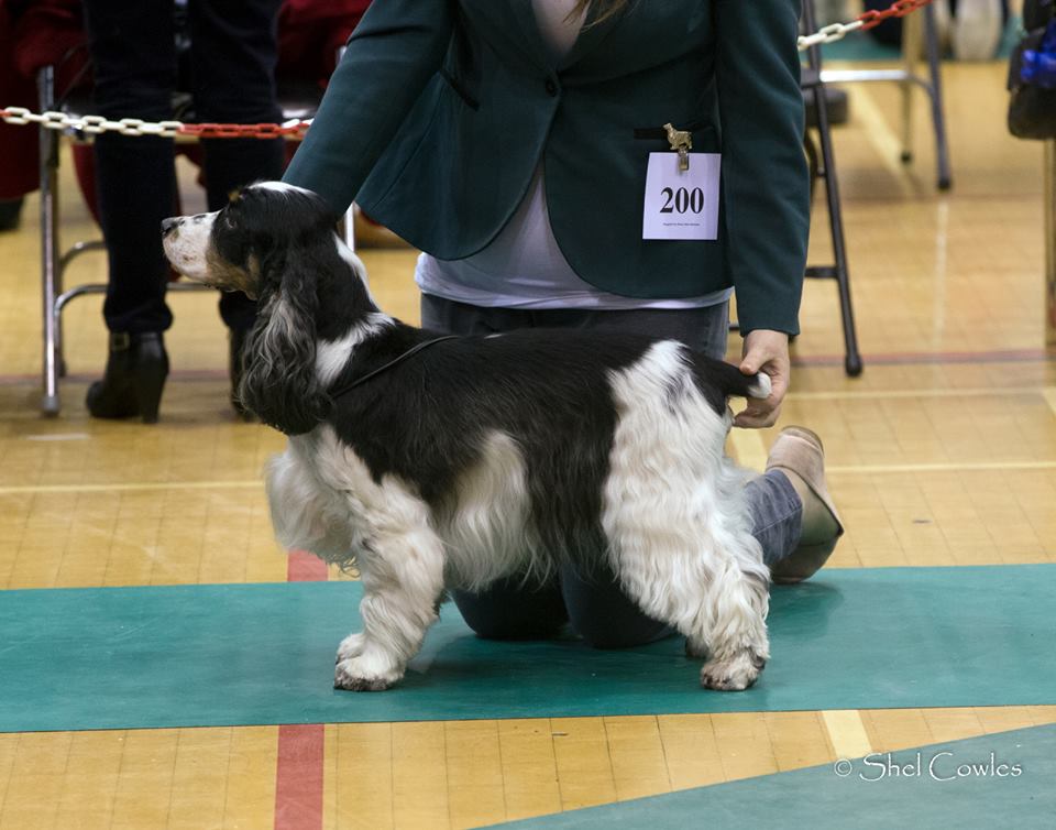 Mr T at London Cocker